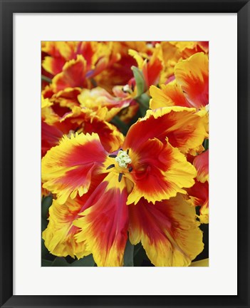 Framed Yellow And Red Parrot Tulips Print