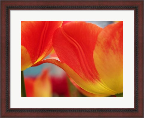 Framed Macro Of Colorful Tulip 3, Netherlands Print