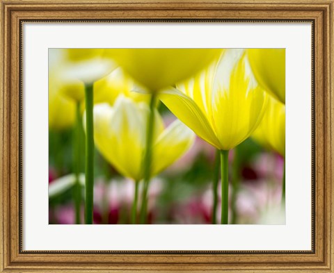Framed Tulip Close-Ups 4, Lisse, Netherlands Print