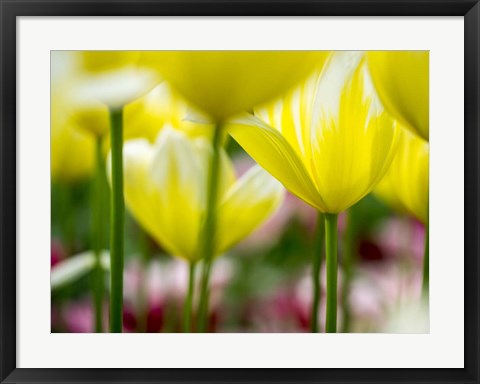 Framed Tulip Close-Ups 4, Lisse, Netherlands Print