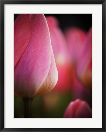 Framed Colorful Tulip 1, Netherlands Print