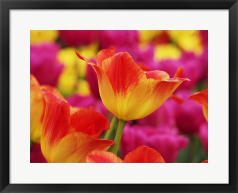 Framed Colorful Tulip 2, Netherlands Print