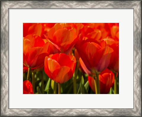Framed Red Tulips In Mass, Nord Holland, Netherlands Print