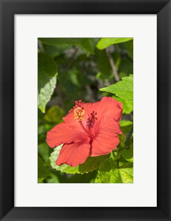 Framed Hibiscus, New Smyrna Beach, Florida Print