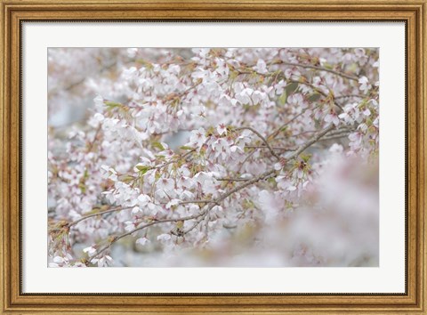 Framed Cherry Tree Blossoms, Seabeck, Washington State Print