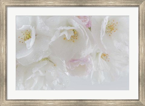 Framed Cherry Tree Blossoms Close-Up, Washington State Print