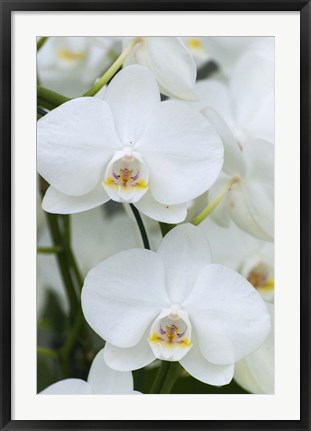 Framed White Orchid Blooms Print
