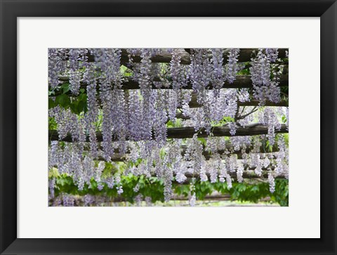 Framed Spring Blossoms, Capri, Campania, Italy Print