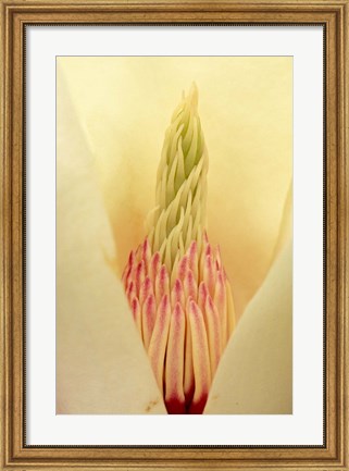 Framed Closeup of Yulan Magnolia blossom Print
