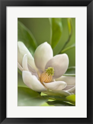 Framed Magnolia Tree Flower Blossom Print