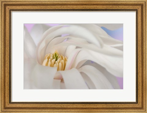 Framed Detail of star magnolia flower Print