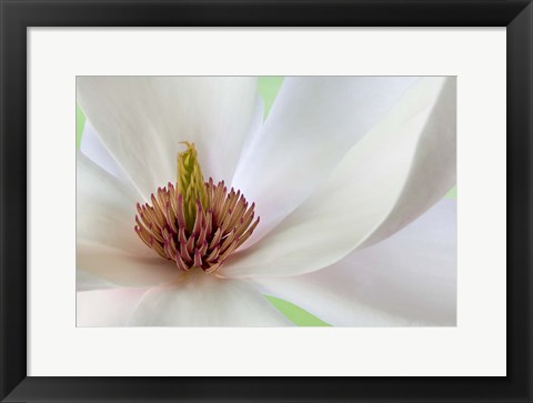 Framed Detail of Magnolia Flower Print
