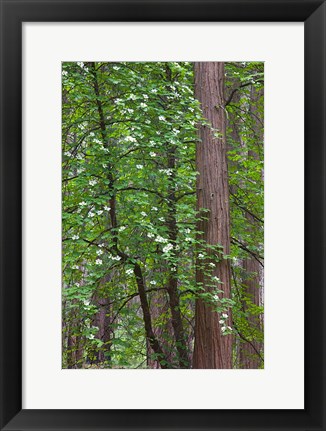 Framed Flowering dogwood tree Yosemite NP, CA Print
