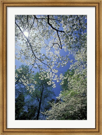 Framed White Flowering Dogwood Trees in Bloom, Kentucky Print