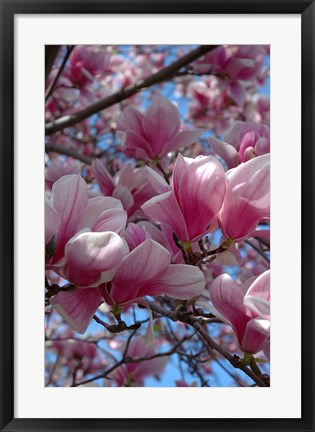 Framed Pink Magnolia Blossoms and Cross on Church Steeple, Reading, Massachusetts Print