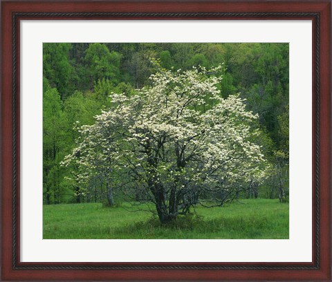 Framed Flowering Dogwood, Blue Ridge Parkway, Virginia Print