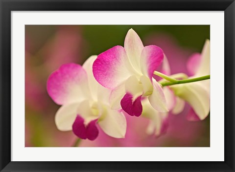 Framed Orchids, Selby Gardens, Sarasota, Florida Print