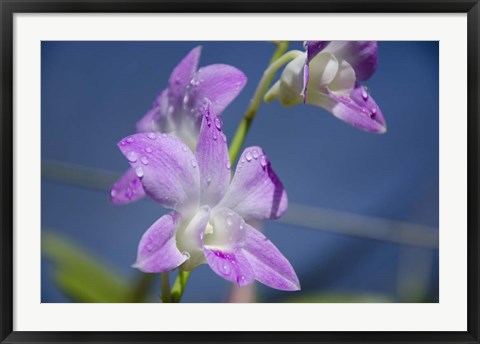 Framed Orchids With Water Droplets, Darwin, Australia Print