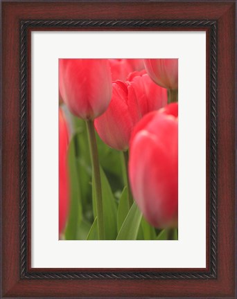 Framed Tulips In A Garden 1, Victoria, Canada Print