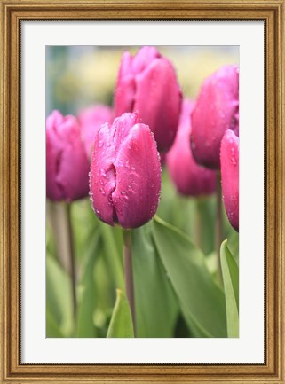 Framed Tulips In A Garden 2, Victoria, Canada Print