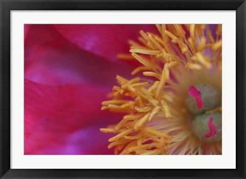 Framed Peony Abstract Print