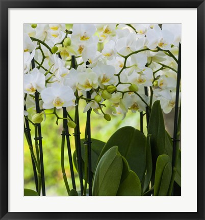 Framed White Orchid Blooms 2 Print