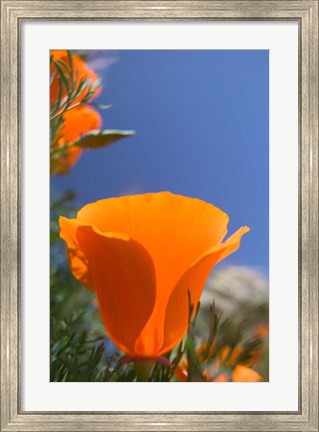 Framed Poppies Spring Bloom 2. Lancaster, CA Print