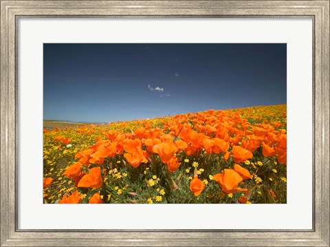 Framed Poppies Spring Bloom 3. Lancaster, CA Print