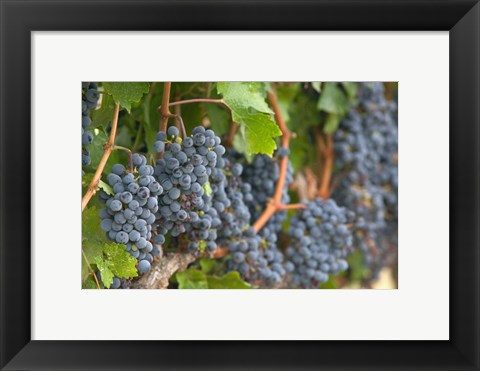Framed Vineyard Grapes, Calistoga, Napa Valley, Ca Print