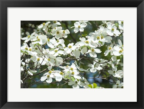 Framed Dogwood Tree, Arnold Arboretum, Boston Print