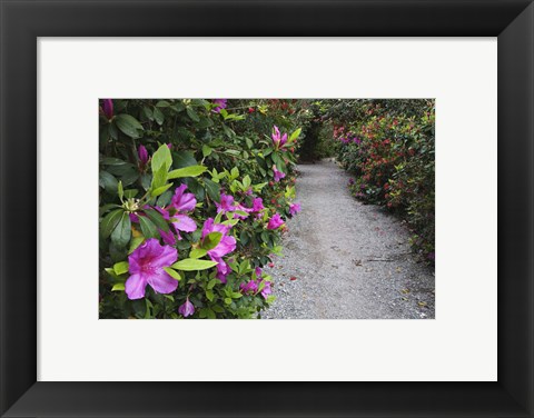 Framed Rhododendron Along Pathway, Magnolia Plantation, Charleston, South Carolina Print