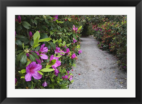 Framed Rhododendron Along Pathway, Magnolia Plantation, Charleston, South Carolina Print