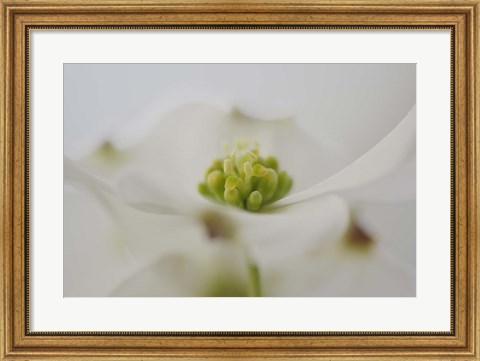 Framed Flowering Dogwood Tree Blossom, South Carolina Print