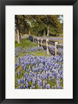 Framed Lone Oak Tree Along Fenceline With Spring Bluebonnets, Texas Print