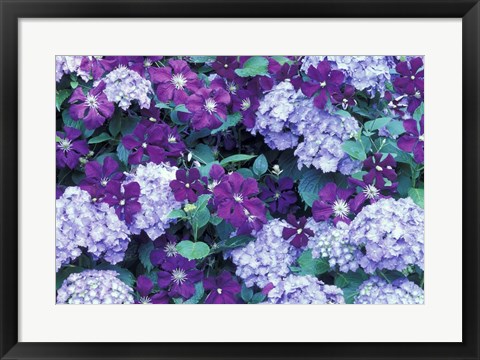 Framed Hydrangea And Clematis, Issaquah, Washington Print