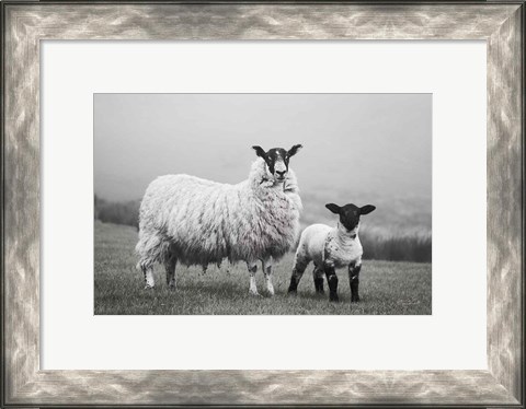 Framed Islay Sheep I Print