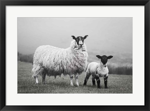 Framed Islay Sheep I Print