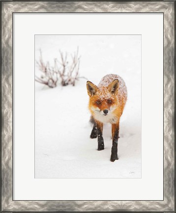 Framed Red Fox III Print