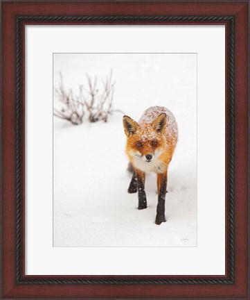 Framed Red Fox III Print