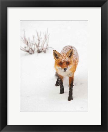 Framed Red Fox III Print
