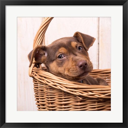 Framed Puppy in a Basket Print