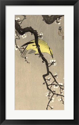 Framed Chinese Wielewaal on Plum Blossom Branch, 1900-1910 Print