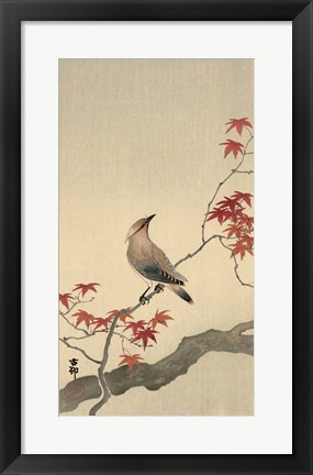 Framed Japanese Waxwing on Maple, 1900-1936 Print