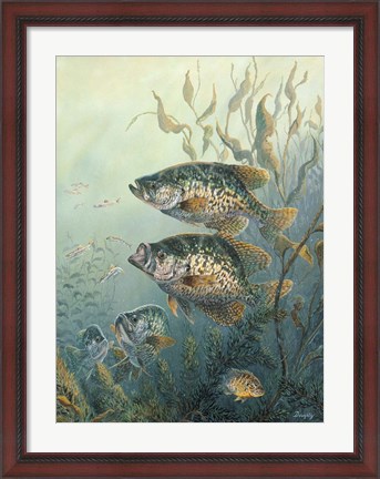 Framed Black Crappies Print