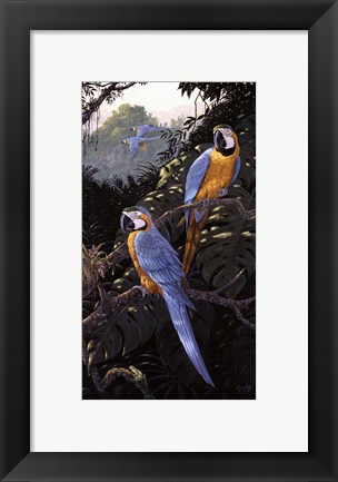 Framed Macaws Print