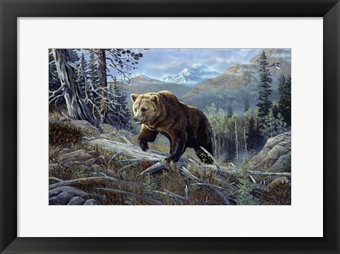 Framed Over The Top Grizzly Print