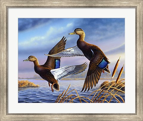 Framed Black Mallards Print