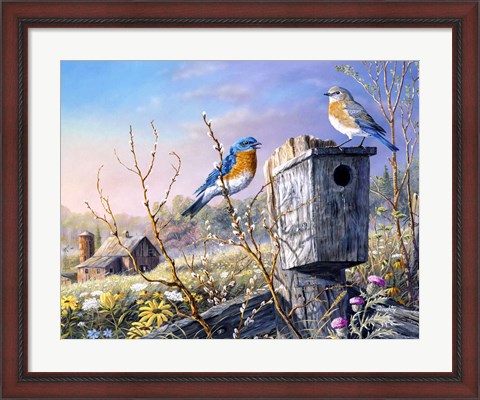 Framed Old Homestead Bluebirds Print