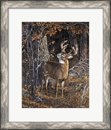 Framed Deer Nibble Print