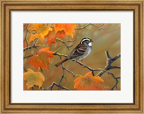 Framed Whitethroated Sparrow Print